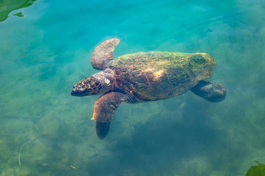 Schildpadden tour zakynthos